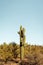 large cacti saguaro with many arms in the sanoran desert near phoenix arizona