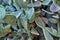 Large cactus background destroyed by inscriptions in close-up