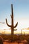 Large  cactus Carnegiea gigantea  at sunset in the  Saguaro National Park, near Tucson, Pima County,  southeastern Arizona, Unit