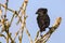 Large Cactus Finch on Espanola Island, Galapagos National park, Ecuador