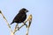 Large Cactus Finch on Espanola Island, Galapagos National park, Ecuador