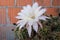 Large cactus flower close up