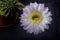 Large cactus flower on a dark background