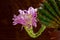 Large cactus flower on a dark wood background