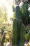 Large cactus growing in the garden