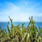 A large cactus or other succulent on top of a cliff.. In the background is the blue Atlantic Ocean. It is on the island