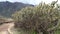 large cactus standing on the edge of the colca canyon