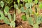 Large cactuses grow on the soil in their natural habitat in the Botanical garden, the bright sunlight