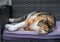 Large calico cat lying down on padded bench looking at camera