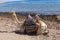 Large camels near the Red Sea.