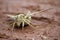 A large camouflage moth on a dirt path