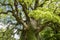 Large camphor tree