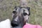 A large cane corso hybrid dog with copied ears demands attention.