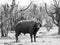 Large Cape Buffalo standing in the Bush in Hwange
