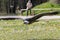 Large cape vulture flying with elegance