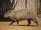 A large capybara with red and brown fur