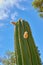 Large cardon cactus plant growing against blue sky with clouds and copy space background. Low angle view of vibrant