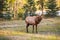 Large caribou reindeer