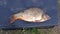 Large carp caught in a rural pond.