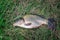 large carp fish caught in a lake