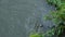 A large carp jumps out of the water in a pond