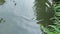 A large carp jumps out of the water in a pond