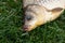 a large carp is lying on the grass. In the mouth of the fish is a hook with a worm
