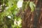 Large carpet python climbing palm tree in Airlie Beach, Queensland, slightly hidden by foliage