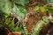 Large carpet python climbing palm tree in Airlie Beach, Queensland, slightly hidden by foliage