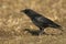 A large Carrion Crow, Corvus corone, feeding in a farmers field in the UK.