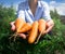 large carrots in the girl& x27;s hands of a farmer