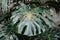 Large carved beautiful leaves in the foreground.