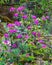 Large Catawba Rhododendron Wildflower Shrub