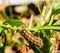 a large cater moth sitting on top of a green plant