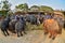 Large catering fruit buffet Khantok Chang for elephants on Thai Elephant Day