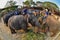 Large catering fruit buffet Khantok Chang for elephants on Thai Elephant Day