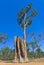 Large cathedral termite mounds