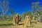 Large cathedral termite mounds