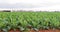 Large cauliflower crop just before harvest on farm in Australia
