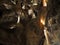 Large cave chamber of Jenolan Caves, Australia