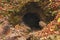 Large cave entrance in the autumn forest