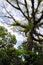 Large Ceibo tree in Rainforest