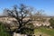 Large centennial oak tree in the hills