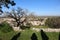 Large centennial oak tree in the hills