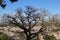 Large centennial oak tree in the hills