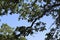 Large centennial oak tree in the hills