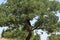 Large centennial oak tree in the hills