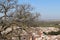 Large centennial oak tree in the hills