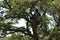 Large centennial oak tree in the hills