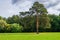 Large centennial pine tree on the glade